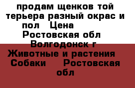 продам щенков той терьера.разный окрас и пол › Цена ­ 7 000 - Ростовская обл., Волгодонск г. Животные и растения » Собаки   . Ростовская обл.